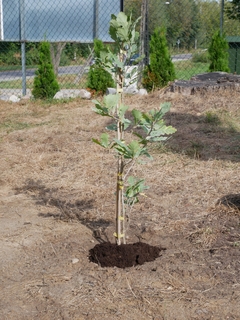 Mini 1a20b6da bcdd 41bc 9833 7ef074773e16