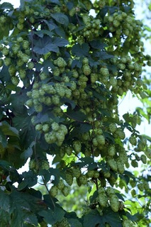 Mini 9c21a49d e05b 46b4 8ecc e05f1aa7e509